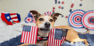 Keeping Your Pets Happy and Safe This Independence Day in Kanab Best Friends Animal Society provides essential tips to keep pets calm and safe during Fourth of July fireworks while offering waived adoption fees through July 5.