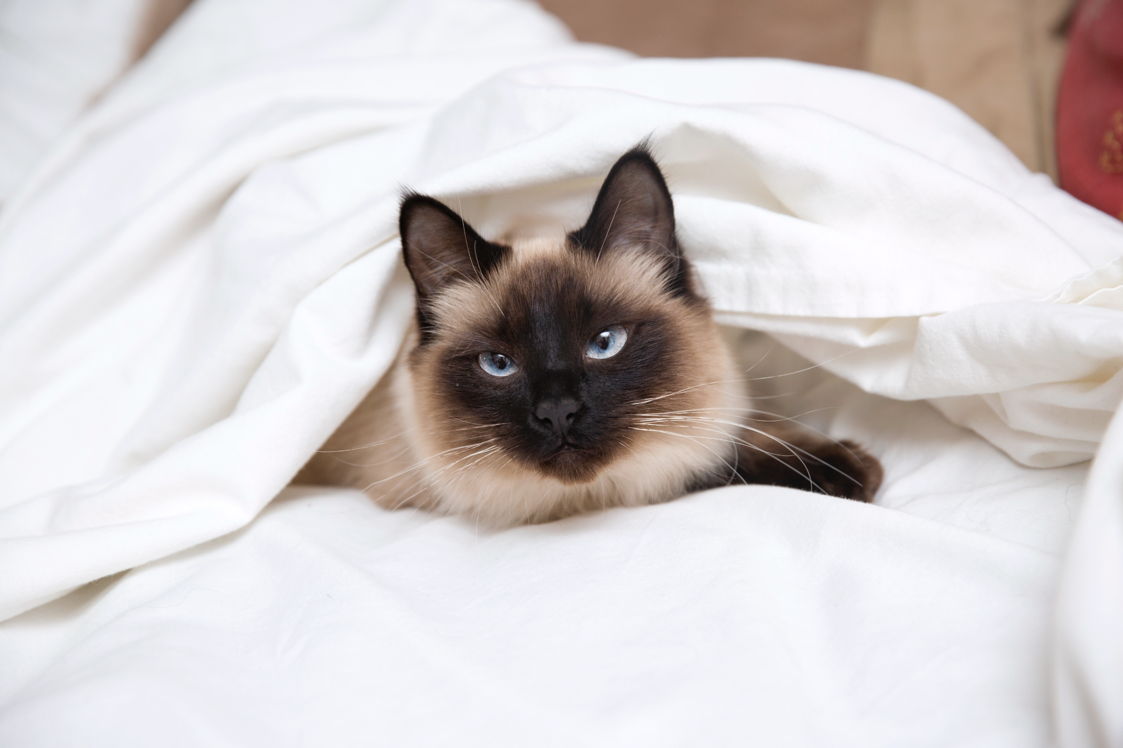 Best Friends Animal Society provides essential tips to keep pets calm and safe during Fourth of July fireworks while offering waived adoption fees through July 5.