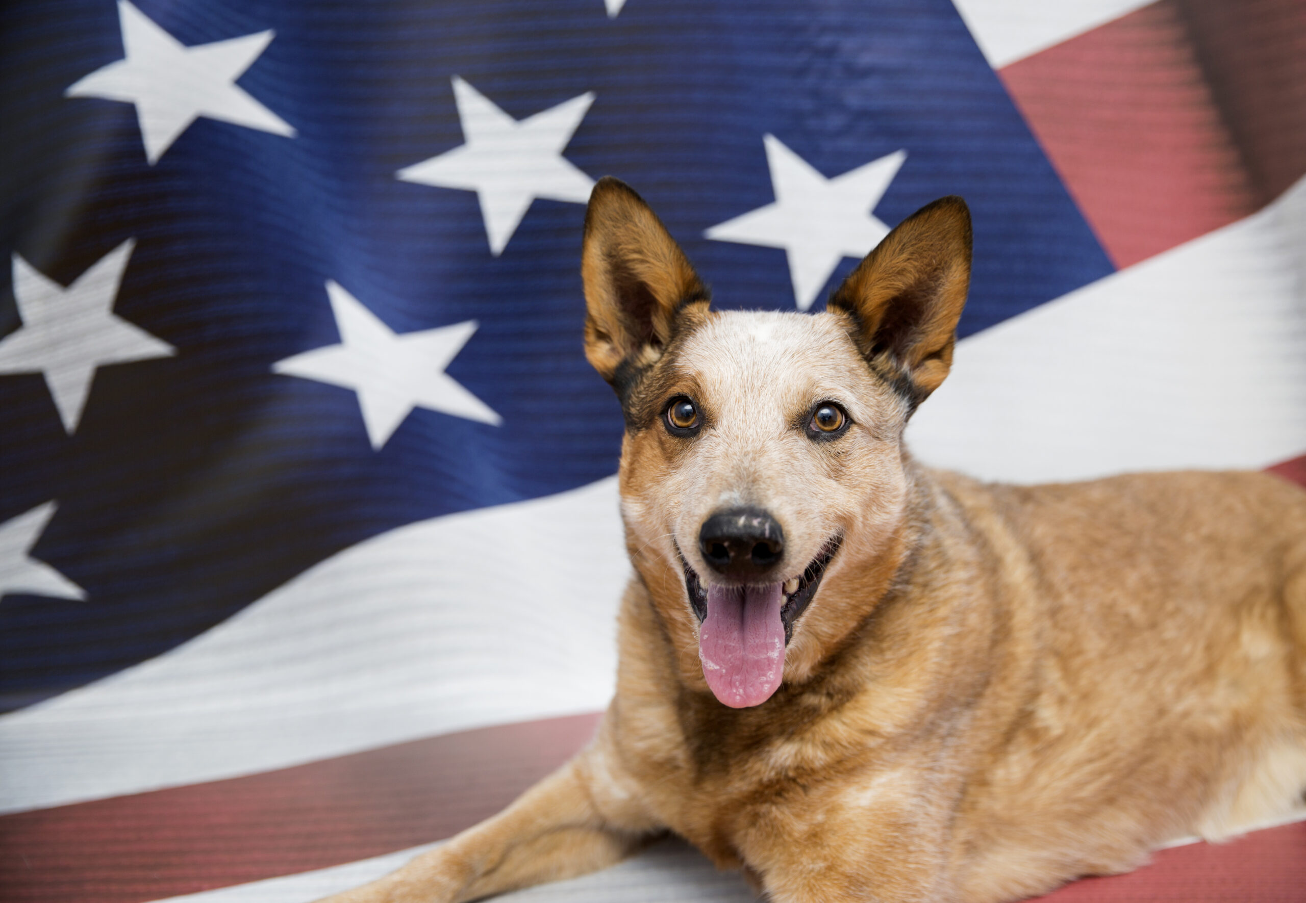 Best Friends Animal Society provides essential tips to keep pets calm and safe during Fourth of July fireworks while offering waived adoption fees through July 5.