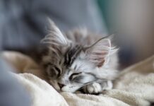 Southern Utah Adoptable Pets Guide