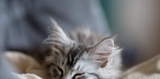 Southern Utah Adoptable Pets Guide