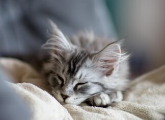 Southern Utah Adoptable Pets Guide