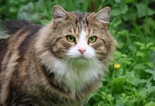 Southern Utah Adoptable Pets Guide
