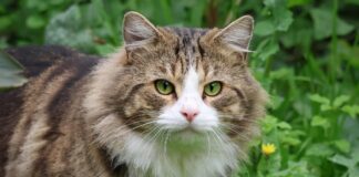 Southern Utah Adoptable Pets Guide