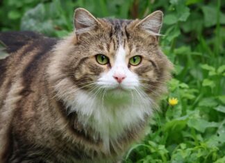 Southern Utah Adoptable Pets Guide