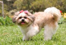 Southern Utah Adoptable Pets Guide