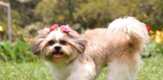Southern Utah Adoptable Pets Guide