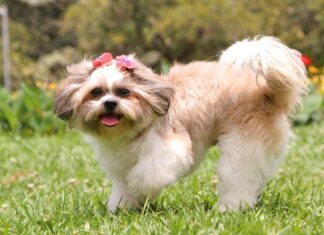 Southern Utah Adoptable Pets Guide