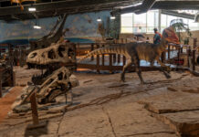 New Leadership Steers Famous Fossil Site into a Bold Chapter of Discovery St. George Dinosaur Discovery Site, Mindy Plumlee, dinosaur tracks, local history, paleontological excavations, Johnson Farm, Southern Utah museums
