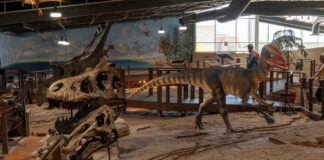 New Leadership Steers Famous Fossil Site into a Bold Chapter of Discovery St. George Dinosaur Discovery Site, Mindy Plumlee, dinosaur tracks, local history, paleontological excavations, Johnson Farm, Southern Utah museums