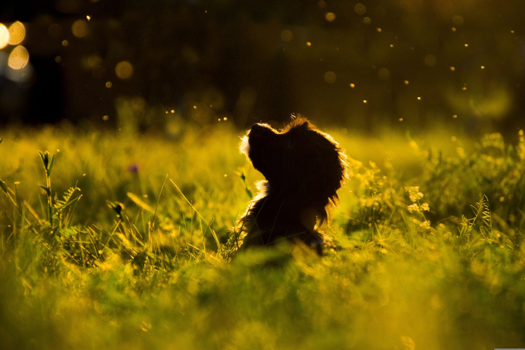 Southern Utah Adoptable Pets Guide - The Independent | Southern Utah's #1 Source...