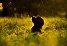 Southern Utah Adoptable Pets Guide