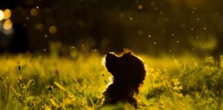 Southern Utah Adoptable Pets Guide