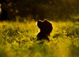 Southern Utah Adoptable Pets Guide
