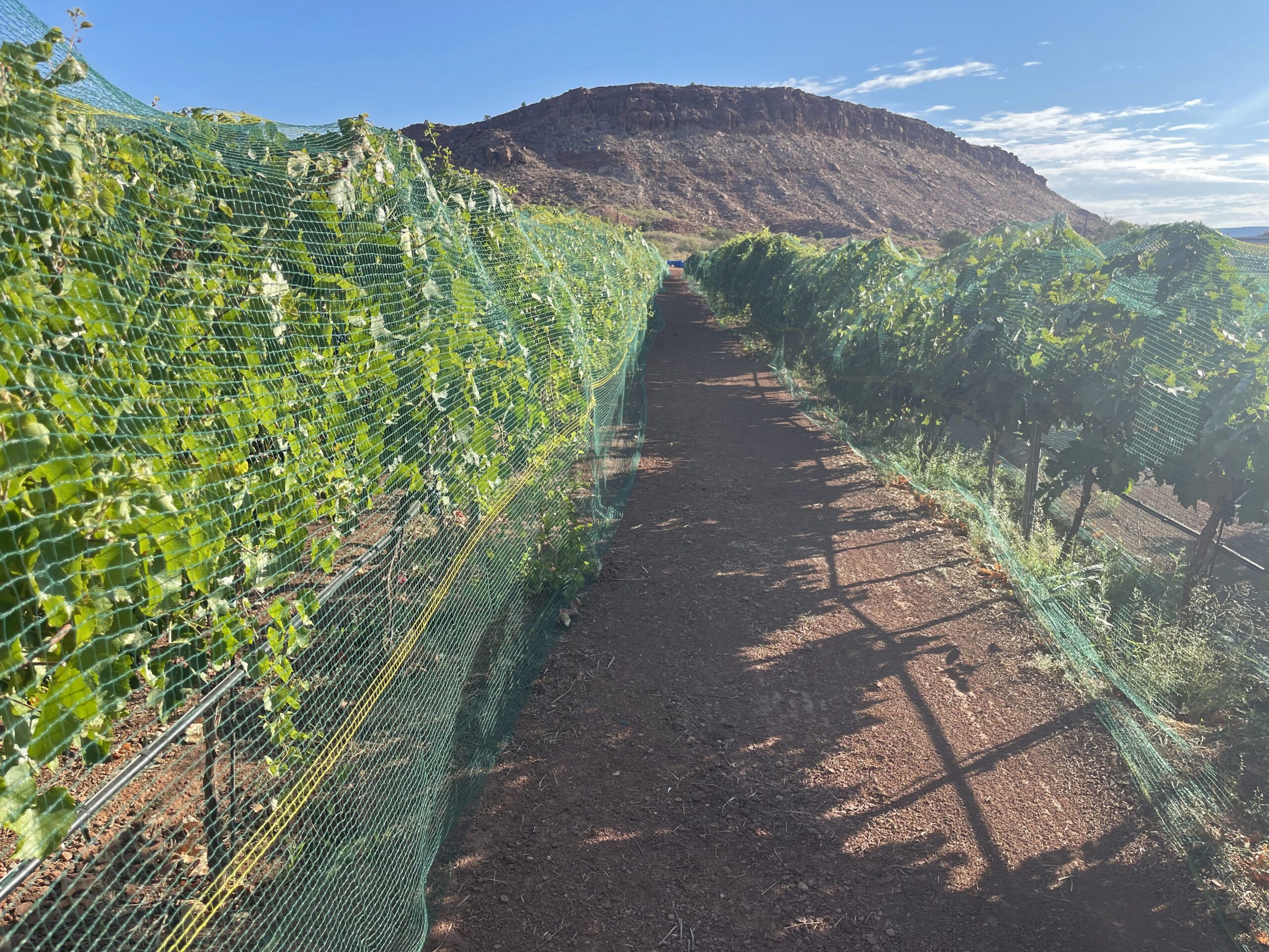 Taste the refined flavors of Southern Utah! Join Zion Vineyards for a summer of Paint and Sip events, estate-grown Primitivo, and the upcoming "Dining on Main" celebration in St. George.