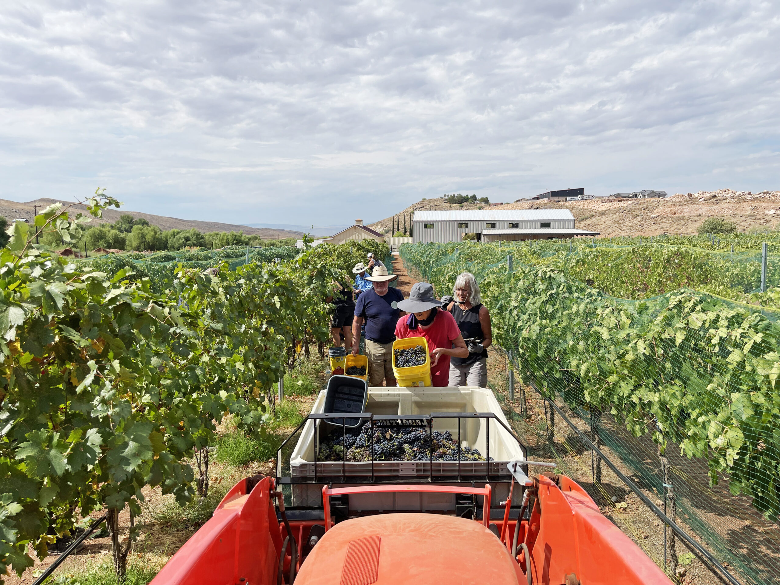 Taste the refined flavors of Southern Utah! Join Zion Vineyards for a summer of Paint and Sip events, estate-grown Primitivo, and the upcoming "Dining on Main" celebration in St. George.