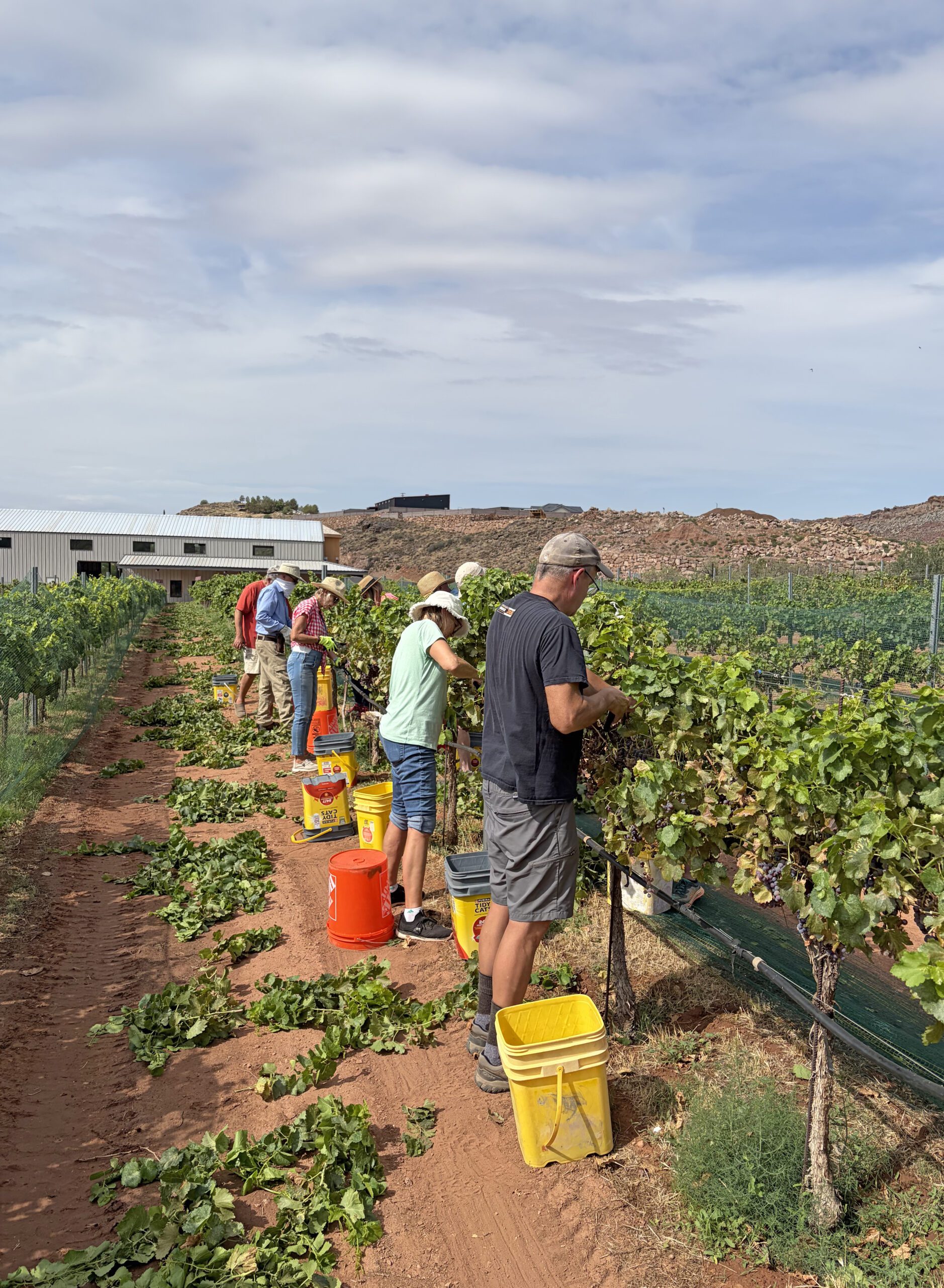 Zion Vineyards celebrates an early harvest and a two-year partnership with St. George's Wood Ash Rye, featuring a spectacular five-course wine pairing dinner for Dining on Main.