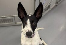 Southern Utah Adoptable Pets Guide