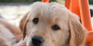 Southern Utah Adoptable Pets Guide